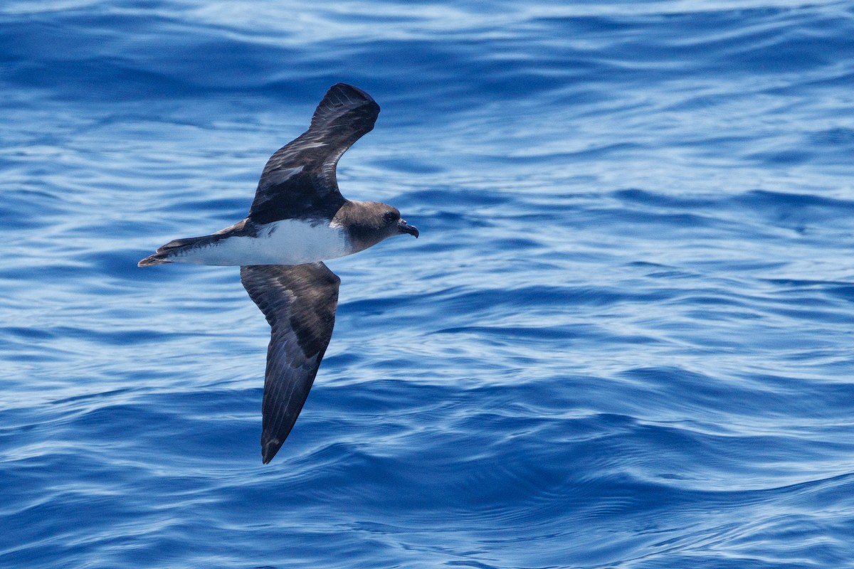 Phoenix Petrel - ML630658929