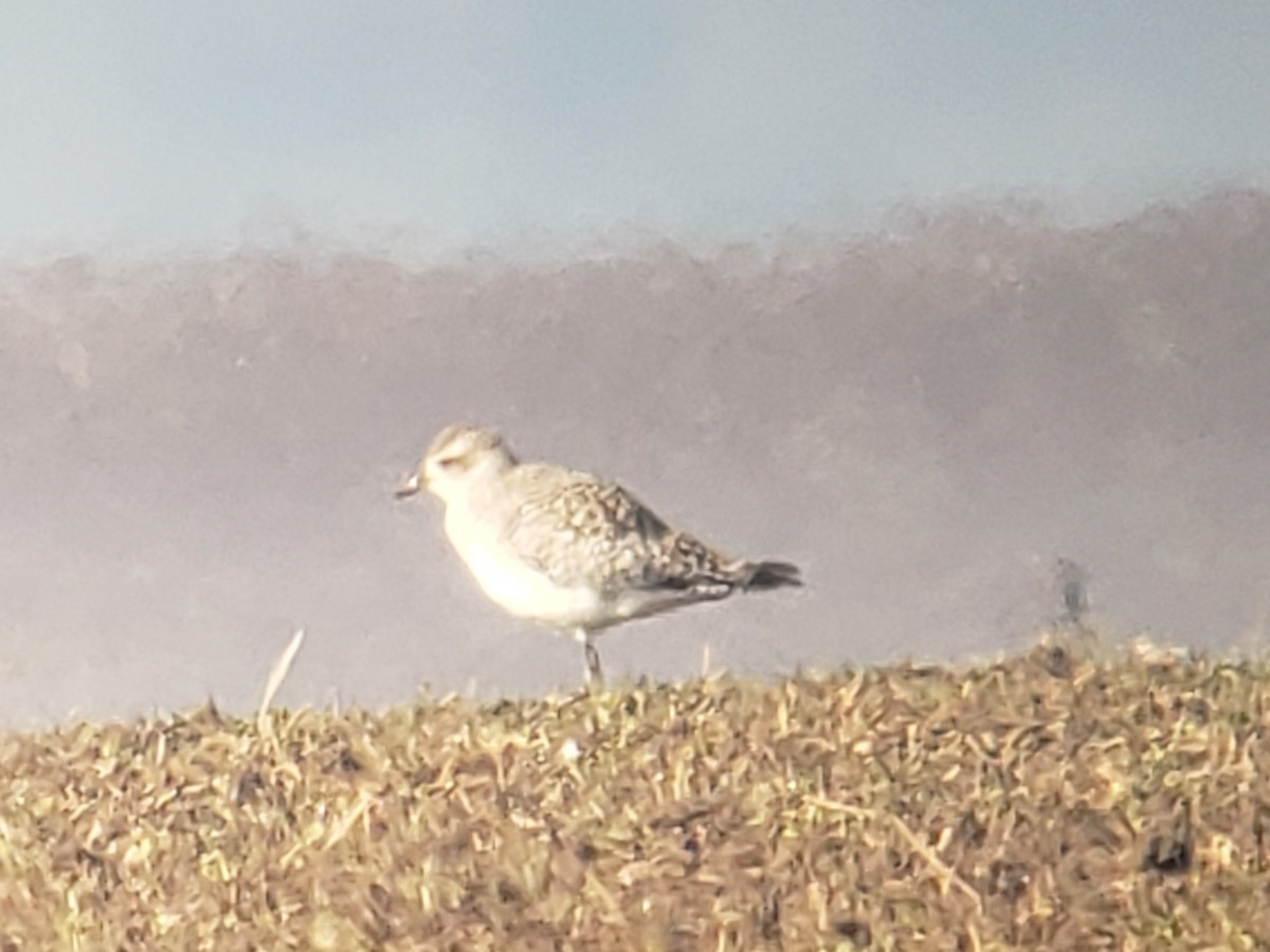 Black-bellied Plover - ML630659084