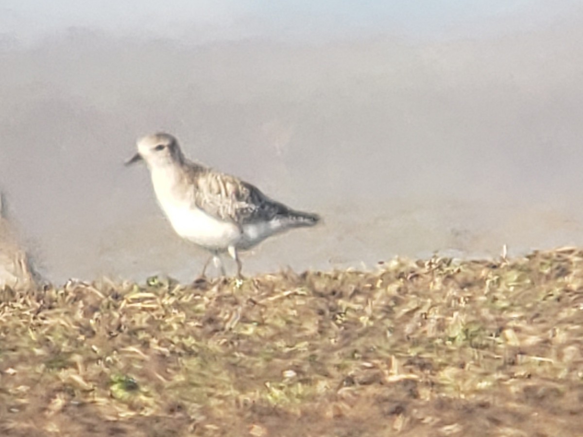 Black-bellied Plover - ML630659085