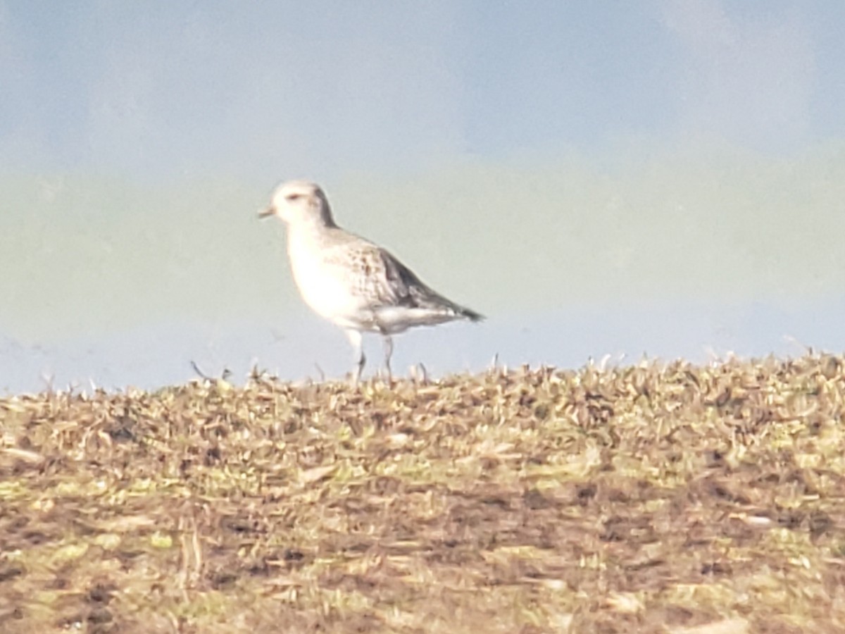 Black-bellied Plover - ML630659088