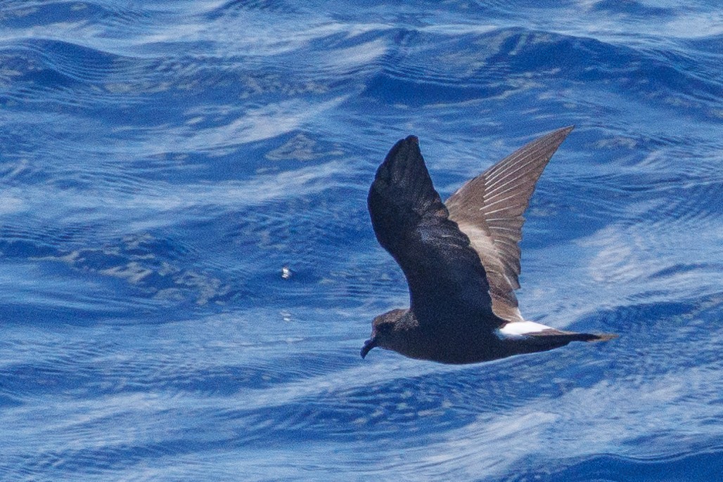 Band-rumped Storm-Petrel - ML630659125