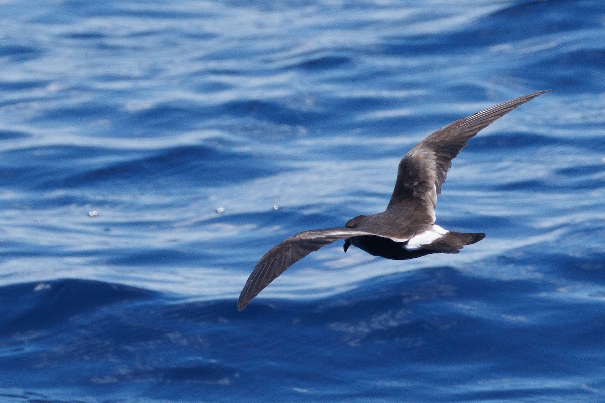 Band-rumped Storm-Petrel - ML630659126