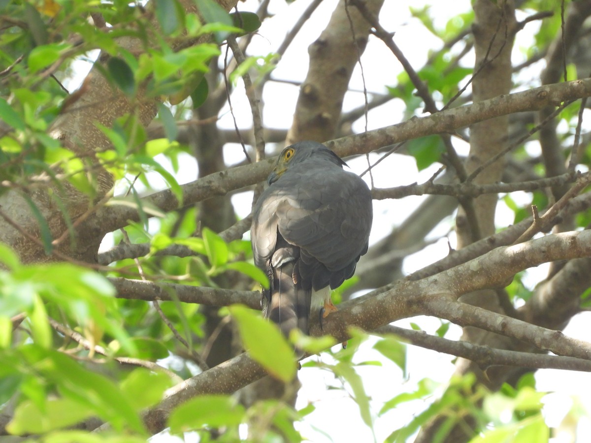 Crested Goshawk - ML630659365