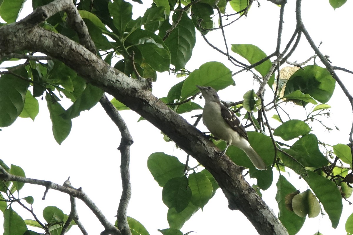 Spotted Greenbul - ML630659370