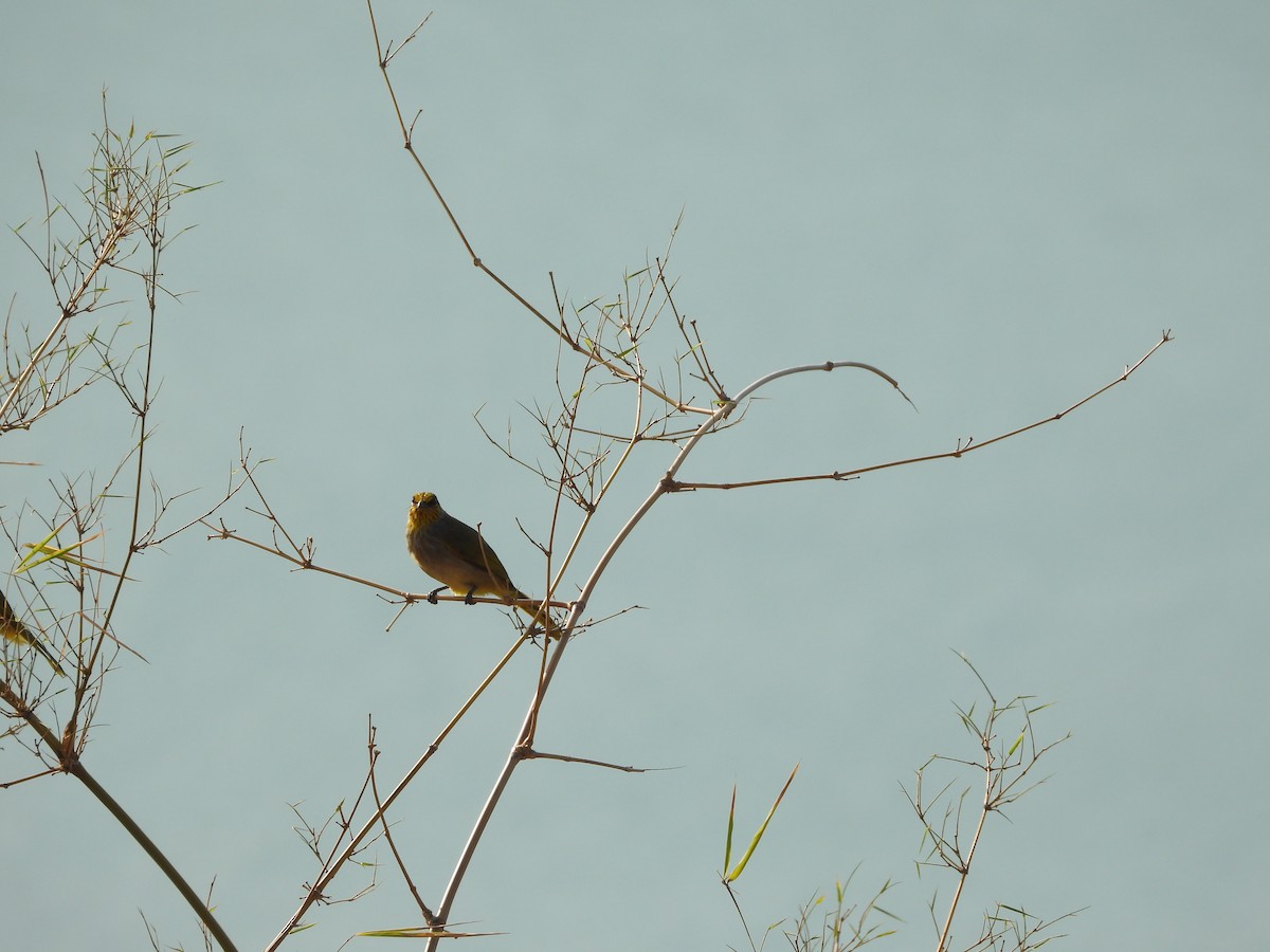 Stripe-throated Bulbul - ML630659443