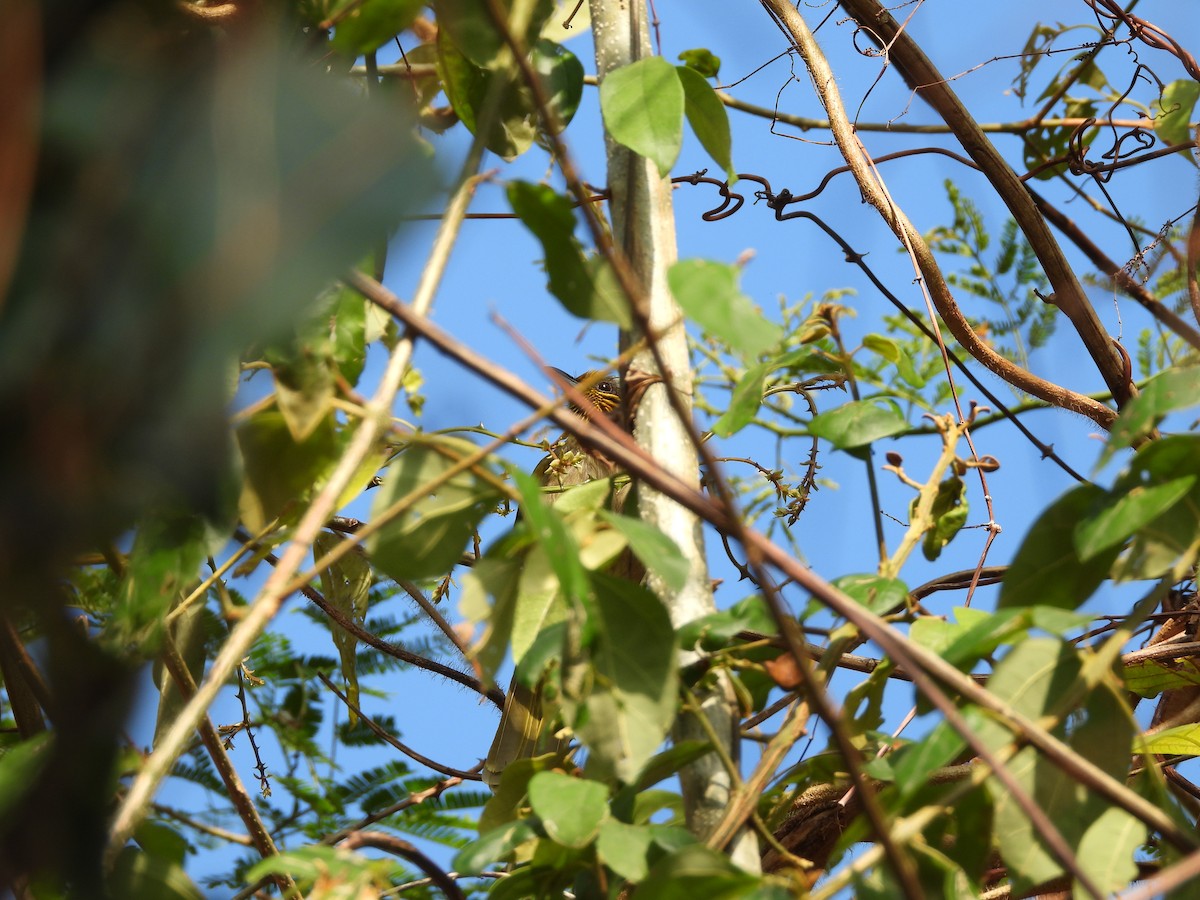 Stripe-throated Bulbul - ML630659444