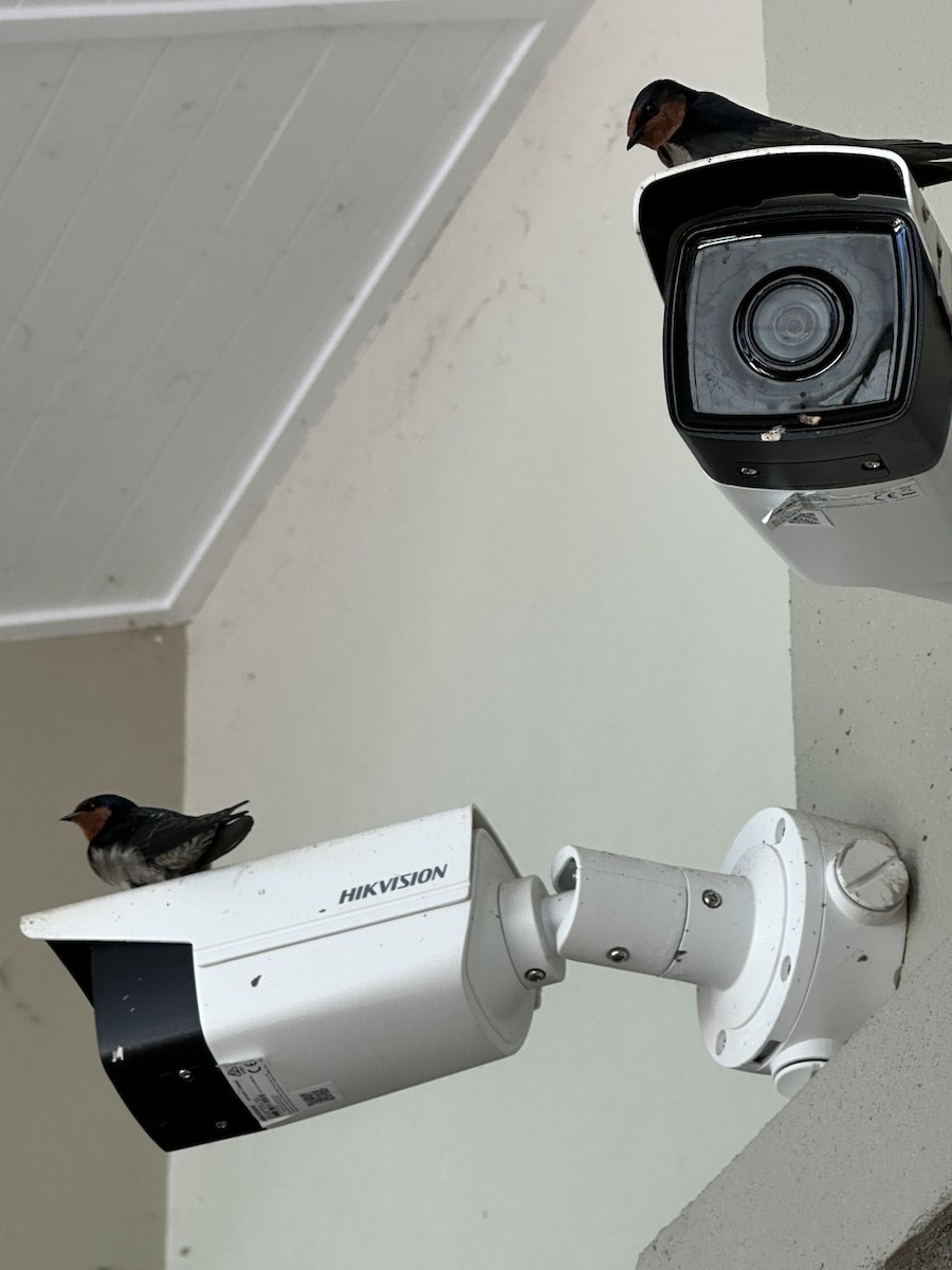 Welcome Swallow - ML630659753