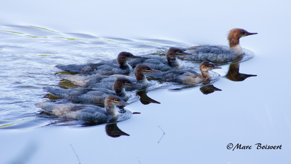 Common Merganser - ML63065981