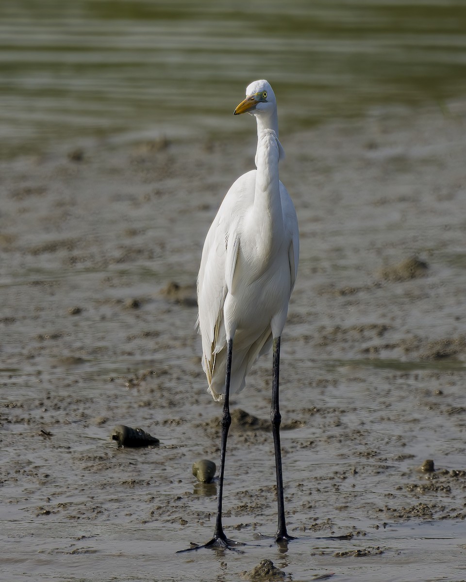 Grande Aigrette - ML630660012