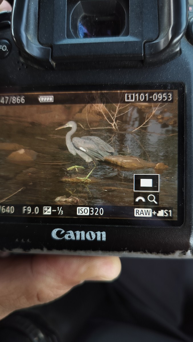 Western Reef-Heron - ML630660118