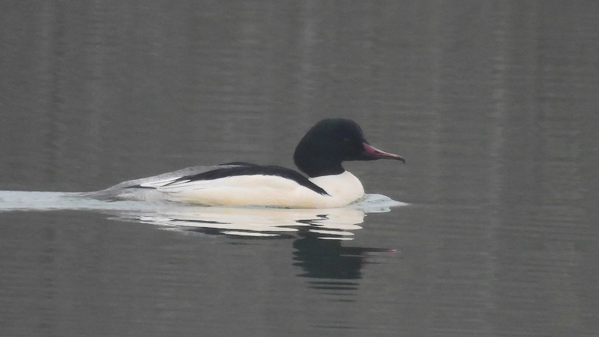 Крех великий (підвид merganser/orientalis) - ML630660278