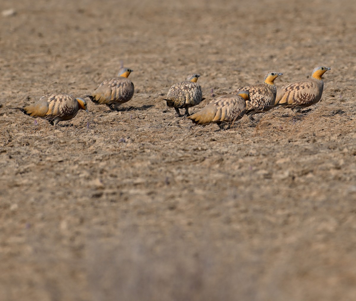 Spotted Sandgrouse - ML630660647