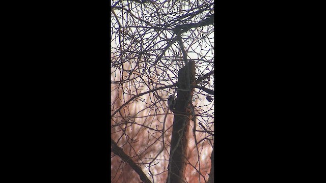 Lesser Spotted Woodpecker - ML630660963