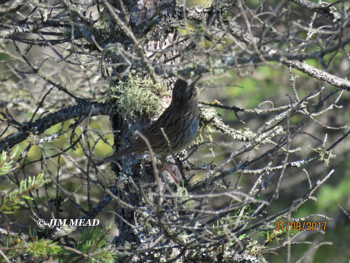 Lincoln's Sparrow - Jim Mead