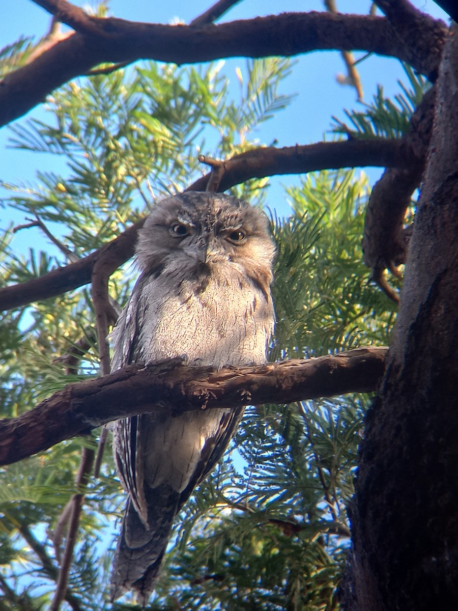 Tawny Frogmouth - ML630661222
