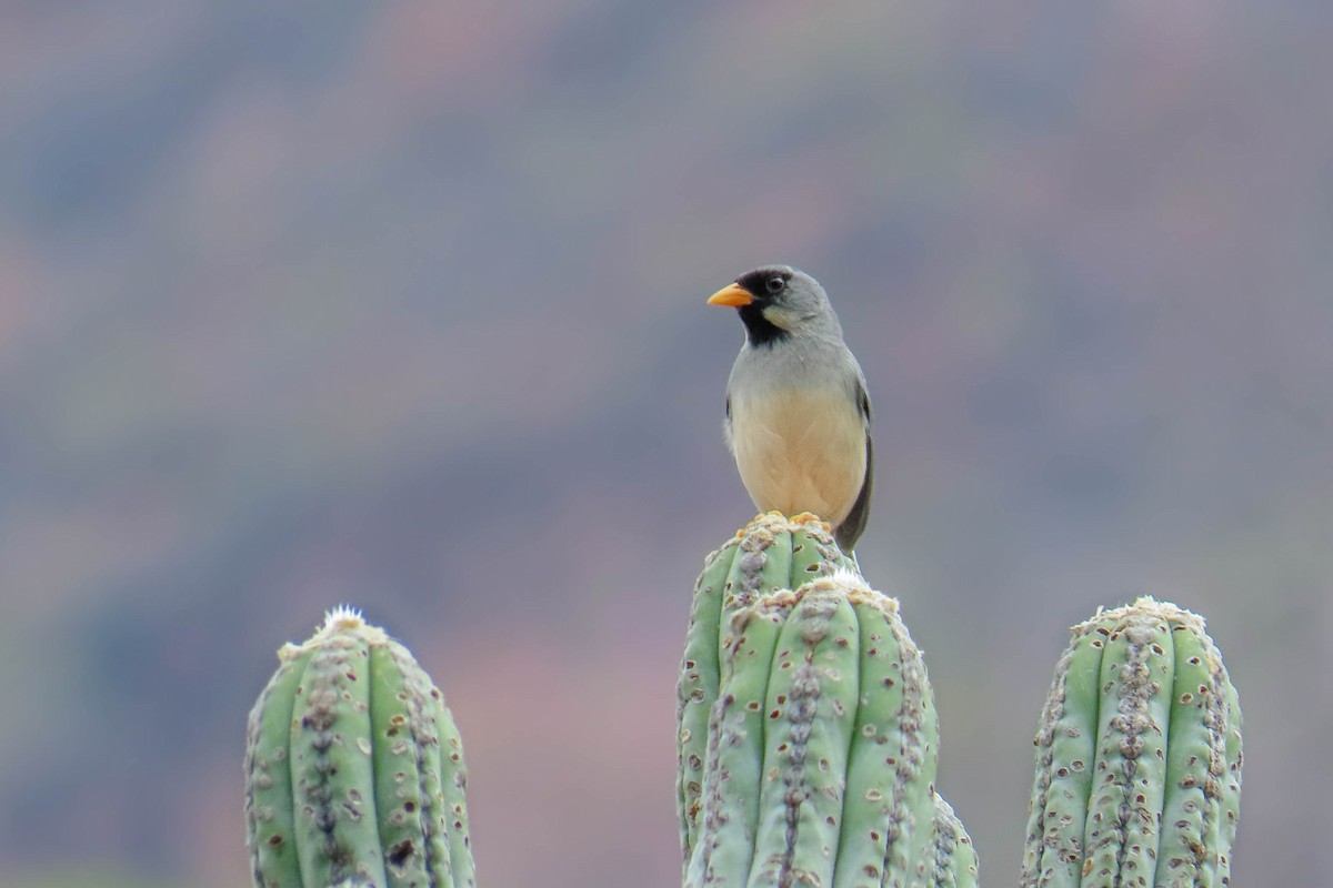 Buff-bridled Inca-Finch - ML630661277