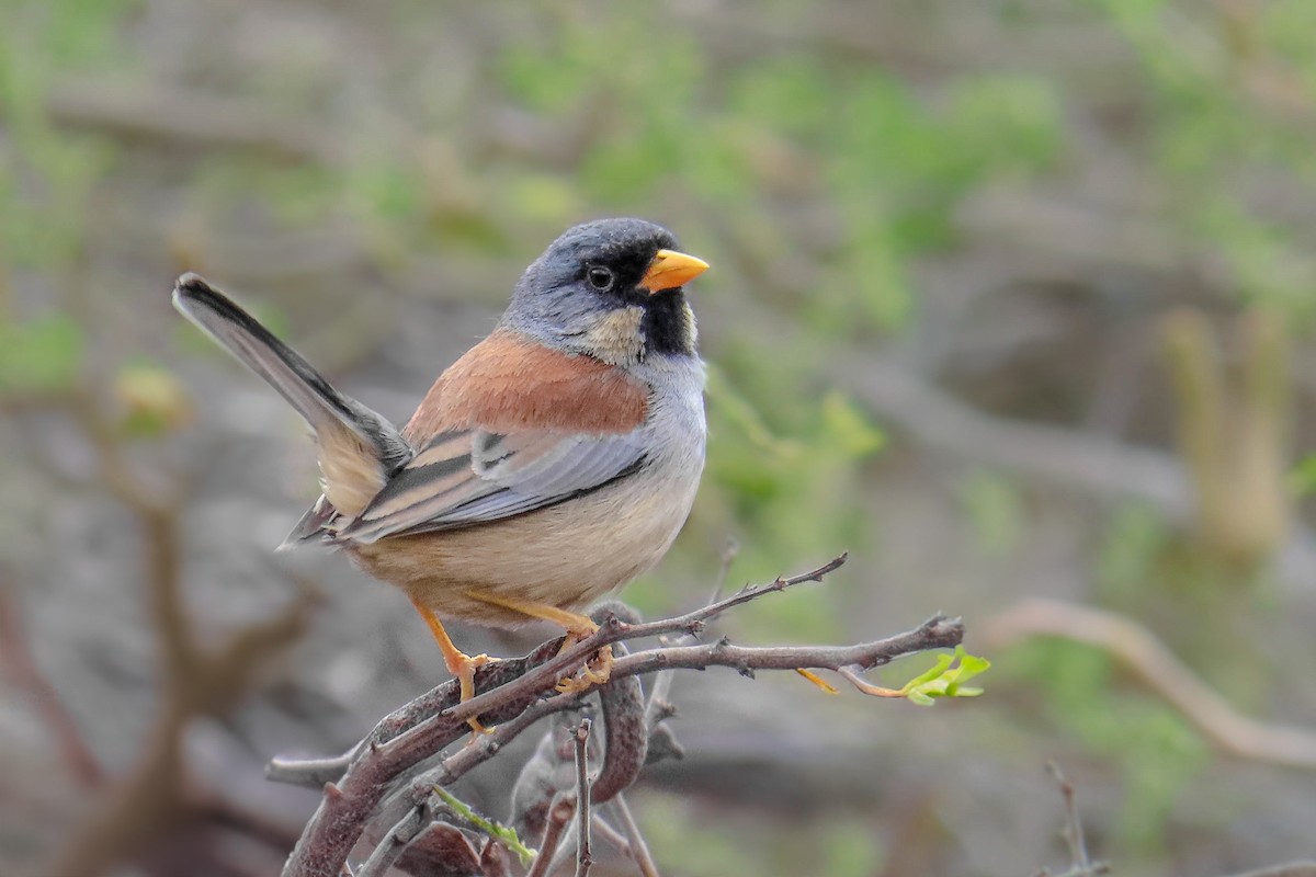 Buff-bridled Inca-Finch - ML630661303