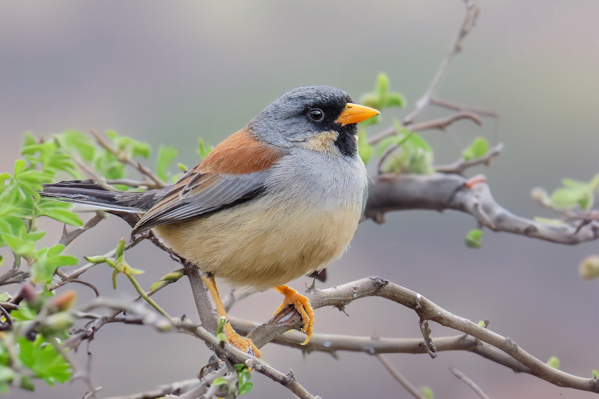 Buff-bridled Inca-Finch - ML630661304