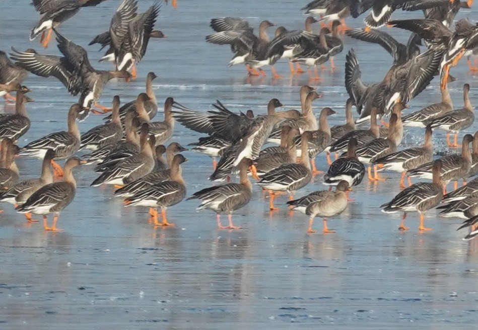 Pink-footed Goose - ML630661358
