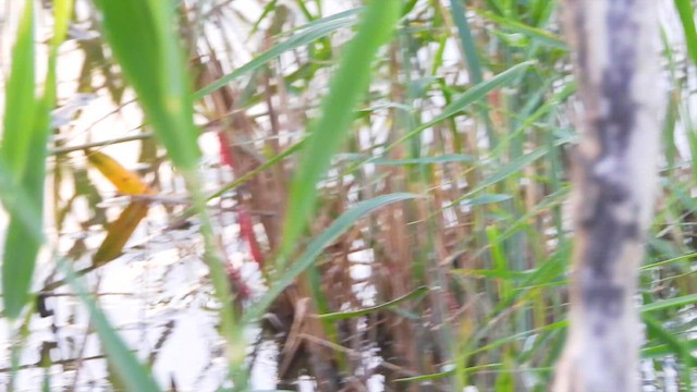 Water Rail - ML630661376
