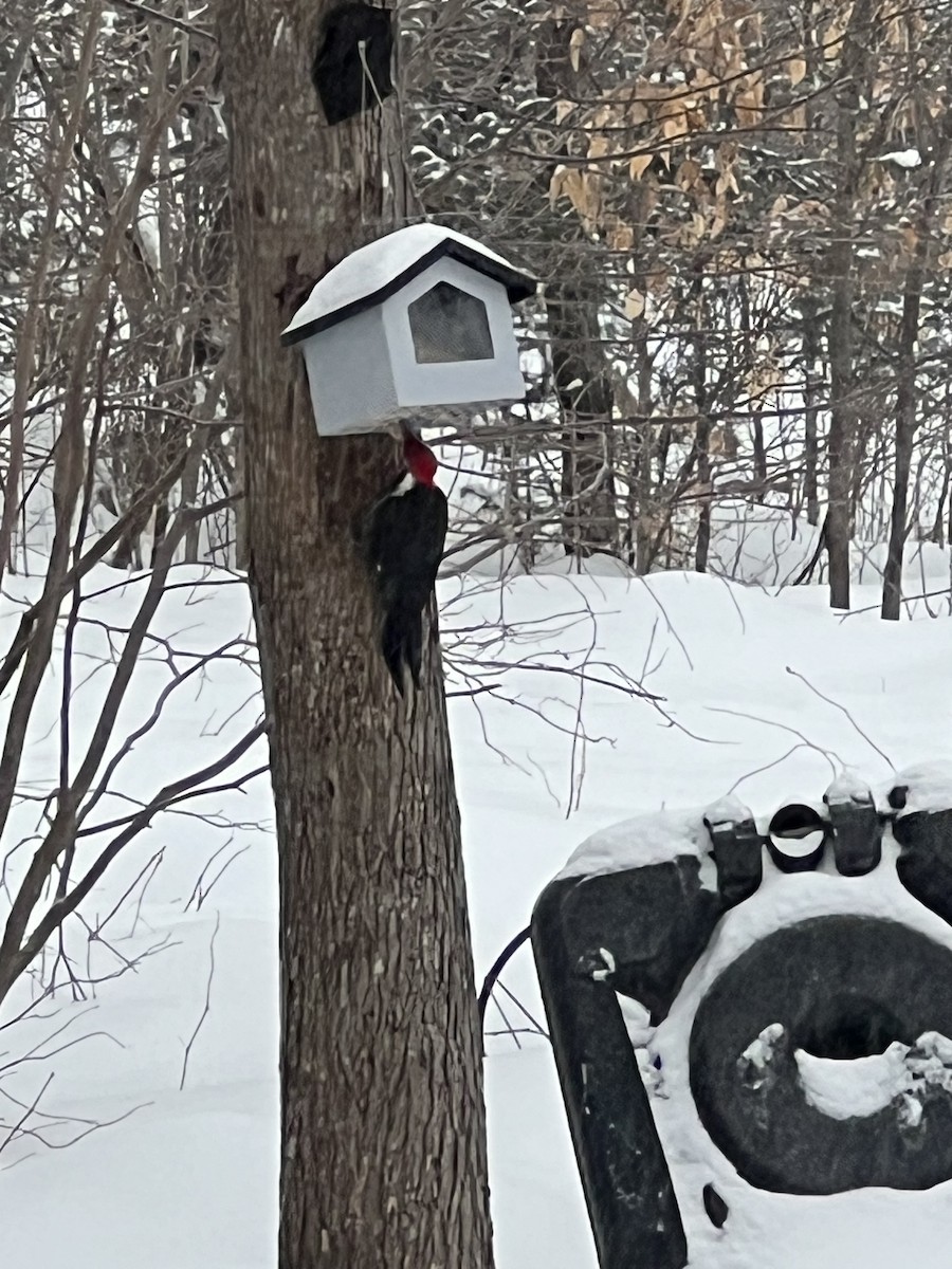 Pileated Woodpecker - ML630661473