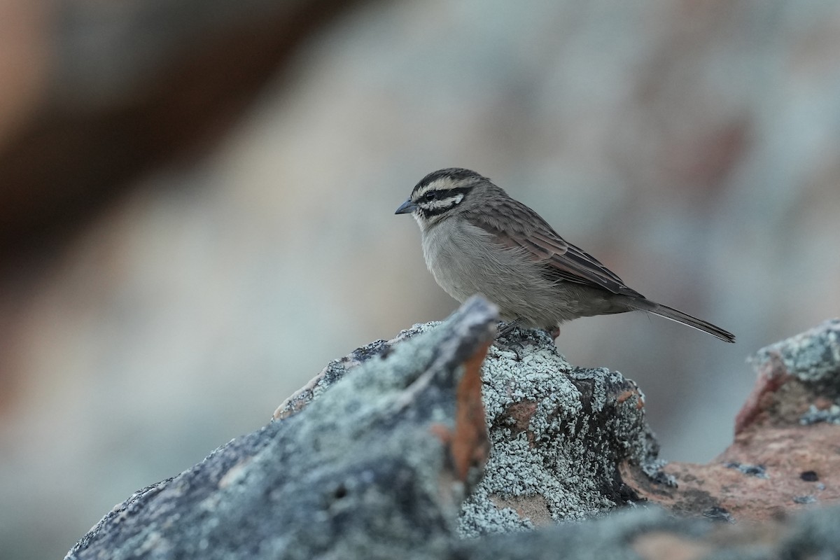 Cape Bunting (Cape) - ML630661543