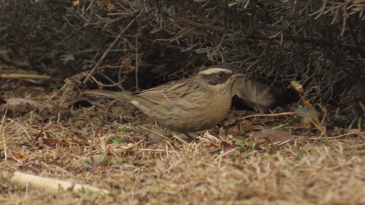 Radde's Accentor - ML630661813