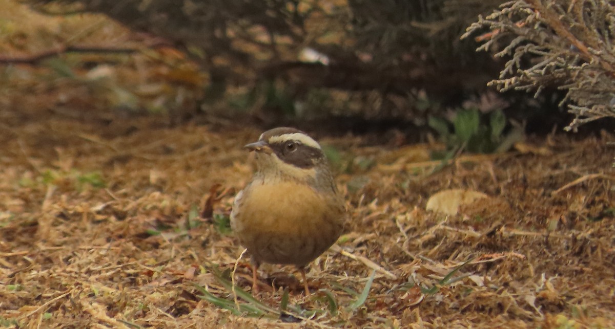 Radde's Accentor - ML630661831