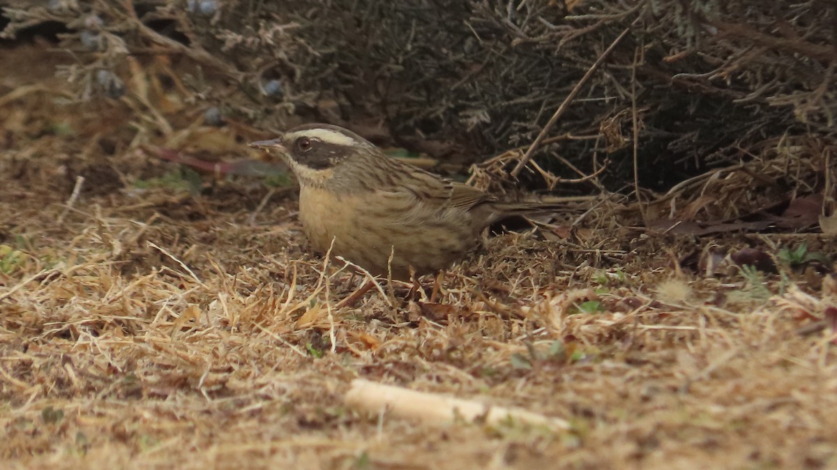 Radde's Accentor - ML630661832
