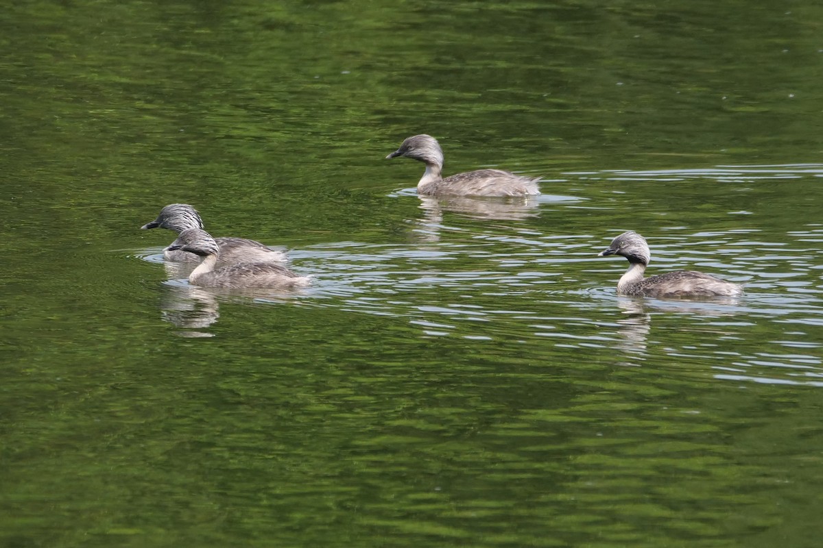 Hoary-headed Grebe - ML630661925