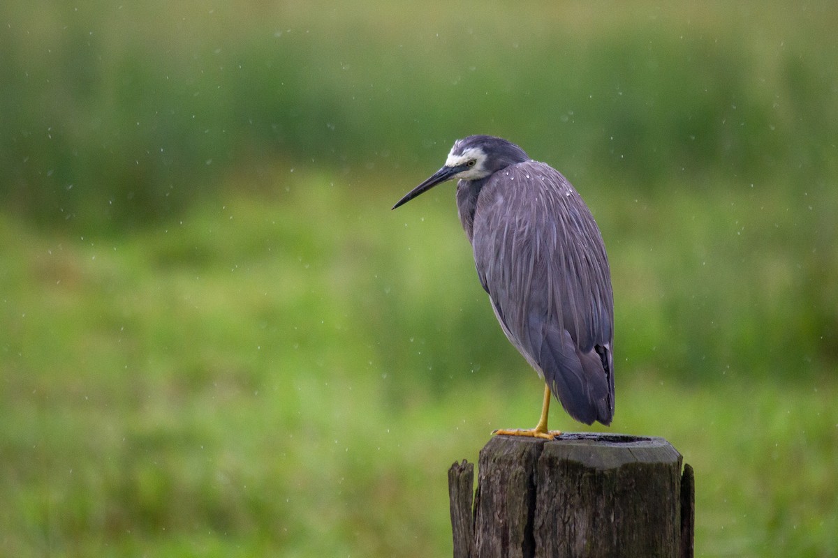 hvitmaskehegre - ML630661986