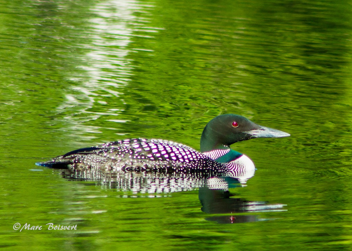 Common Loon - ML63066211