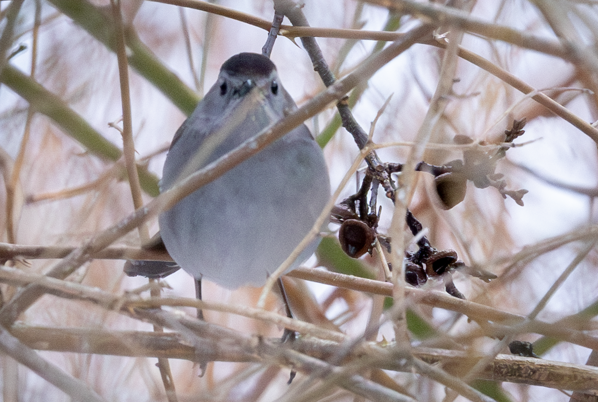 Gray Catbird - ML630663084