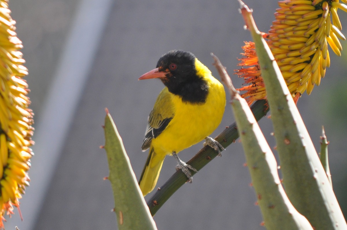 African Black-headed Oriole - Dylan Evans