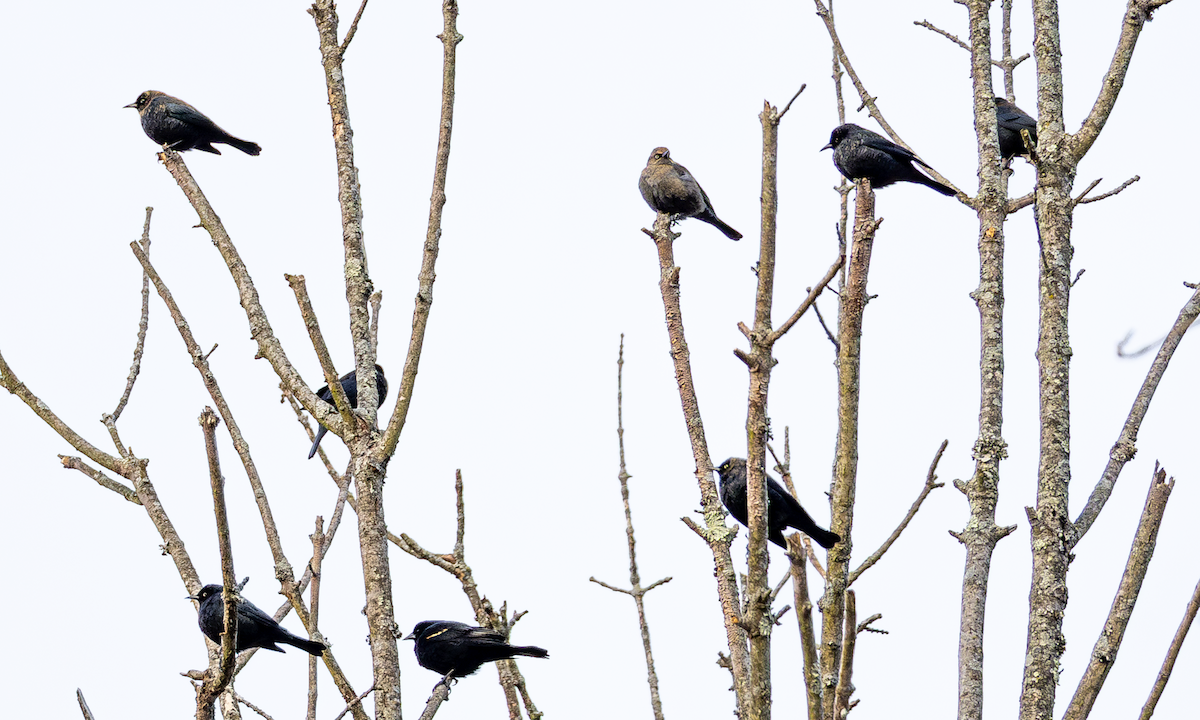 Rusty Blackbird - ML630663302