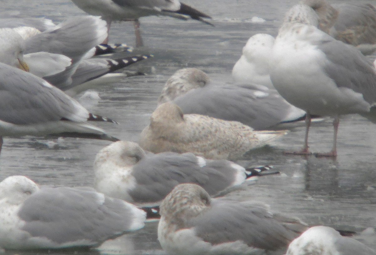 Iceland Gull (kumlieni) - ML630663318