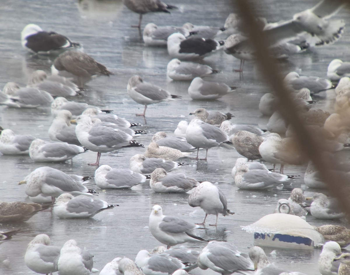 Iceland Gull (kumlieni) - ML630663319