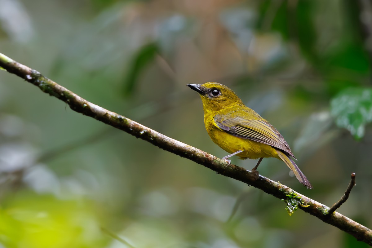 Bornean Whistler - ML630663345