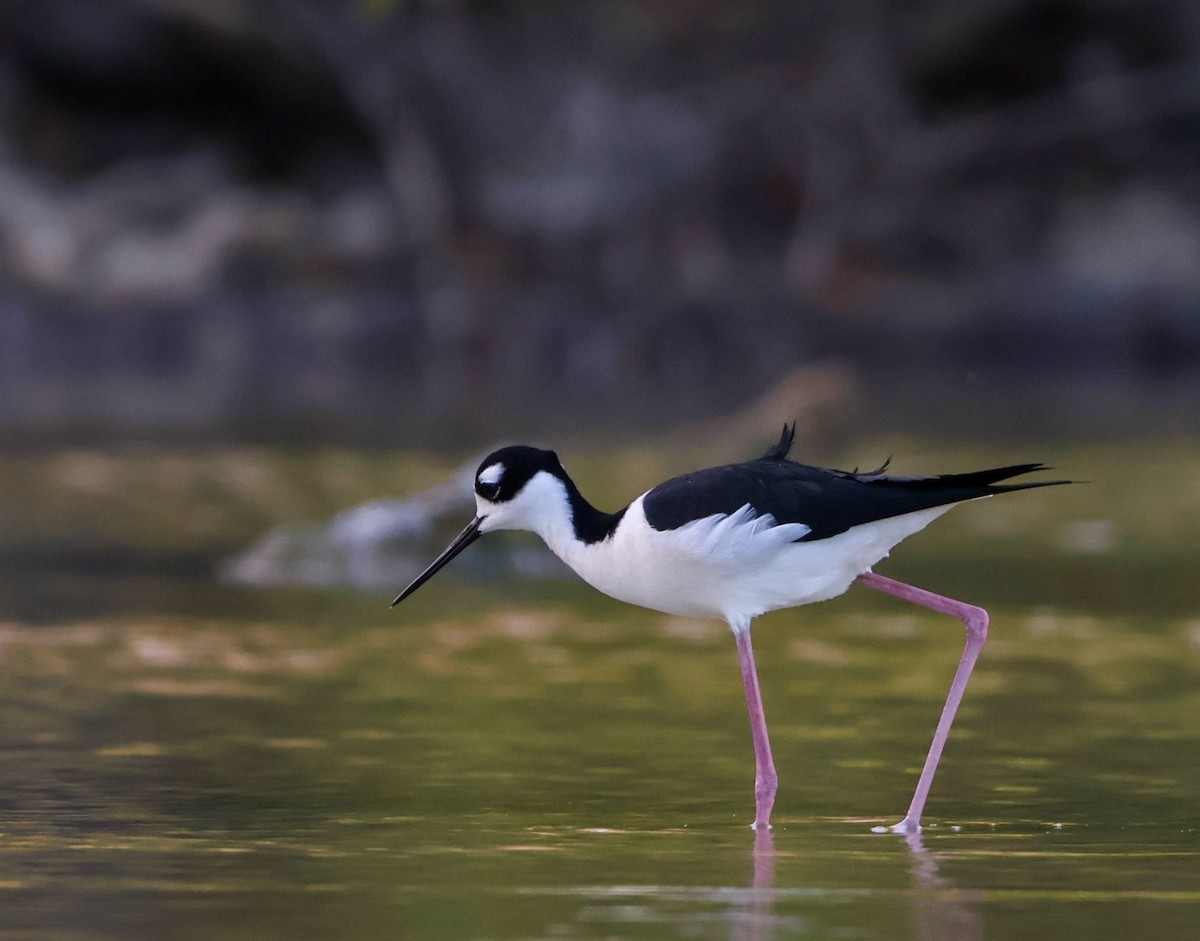 pisila černokrká - ML630663646