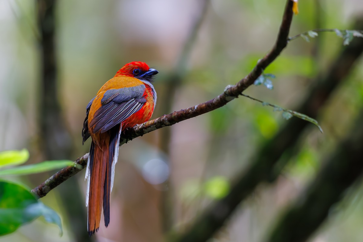 trogon šedoprsý - ML630663876