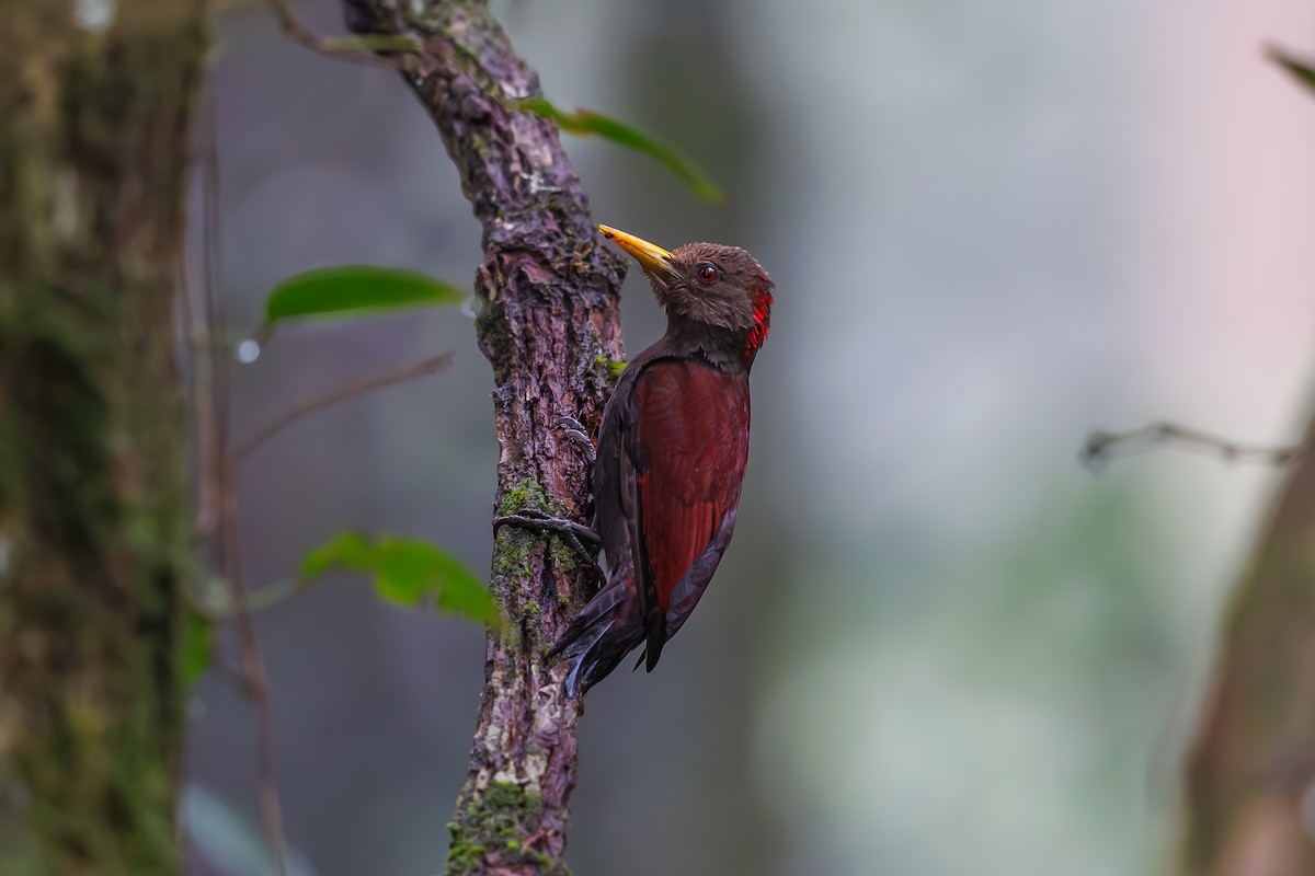 Maroon Woodpecker - ML630663880