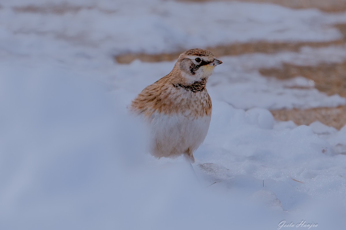skřivan ouškatý - ML630663999
