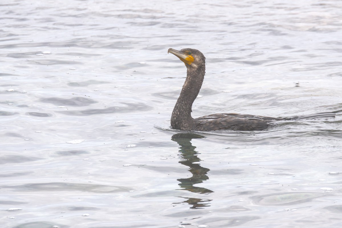 Grand Cormoran - ML630664118