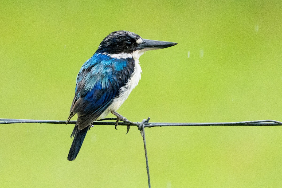 Forest Kingfisher - ML630664423