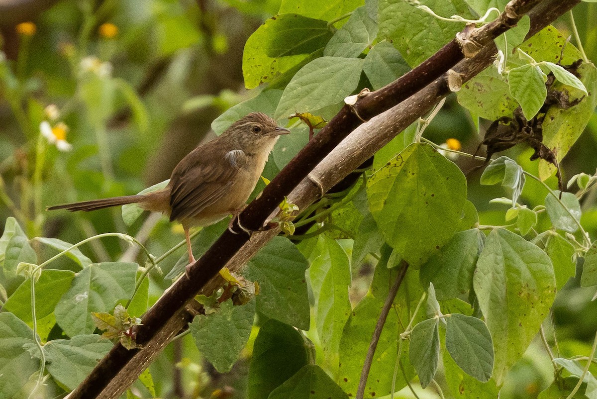 Annam Prinia - ML630665385