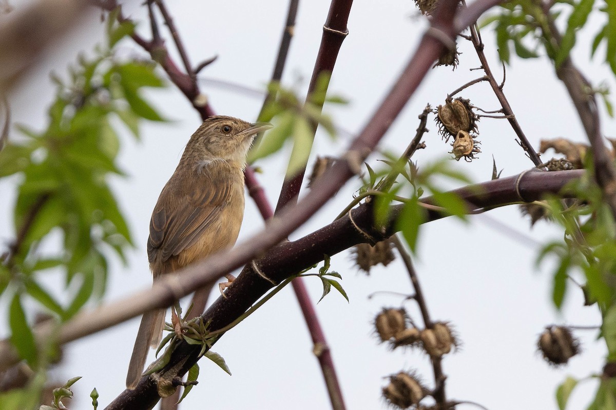 Annam Prinia - ML630665386