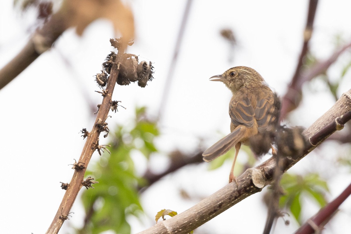 Annam Prinia - ML630665391