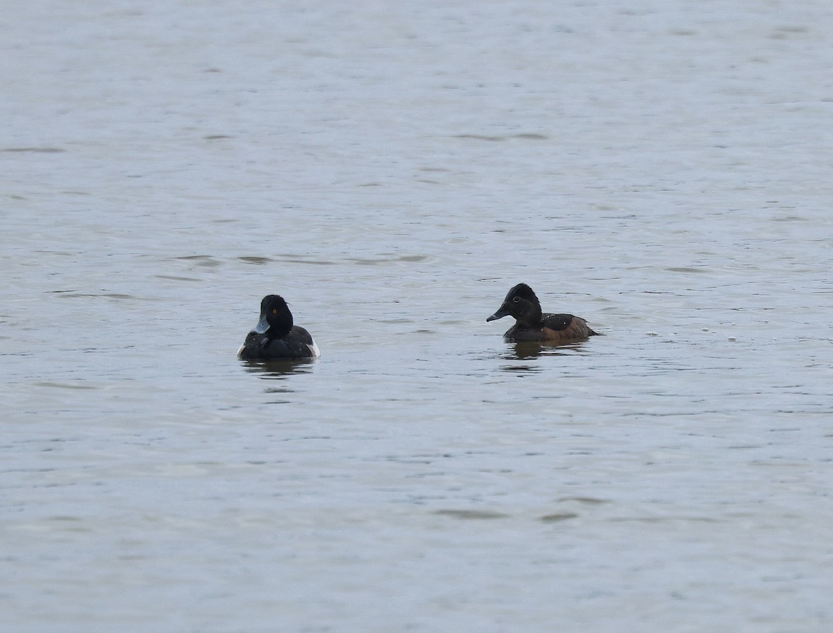 Ring-necked Duck - ML630665405