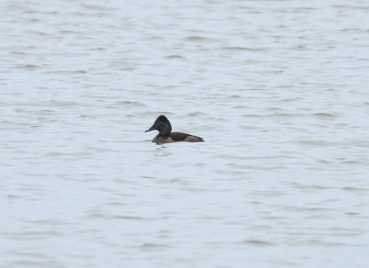 Ring-necked Duck - ML630665415