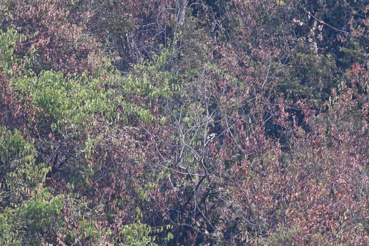 White-winged Magpie - ML630665425